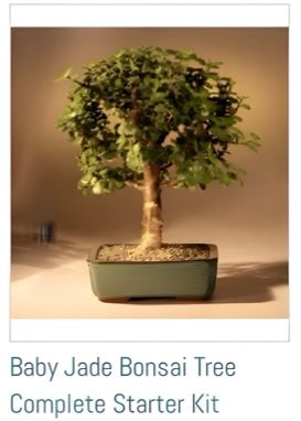 Bonsai Tree Starter Kit